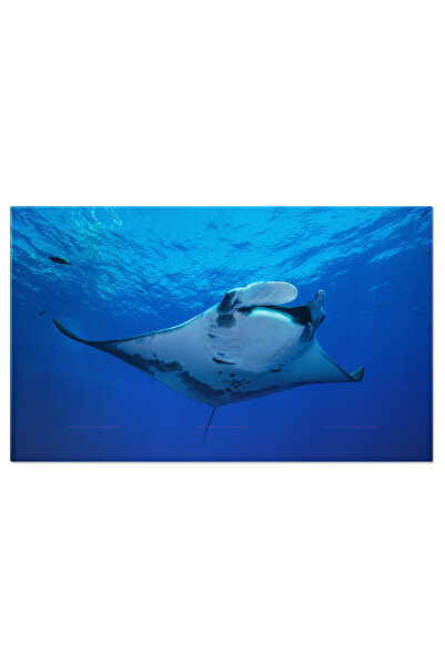 StoryGift Romania Tablou Canvas Manta Uriaasa Manta Birostris Glisand Gratioasa, Animal, Manta Uriasa, Ocean, Cre