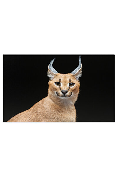 StoryGift Romania Tablou Canvas - Lynx Persian: Pradator Frumos