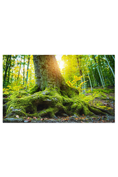 StoryGift Romania Tablou Canvas - Cerb Inalt Si Verde In Natura Salbatica