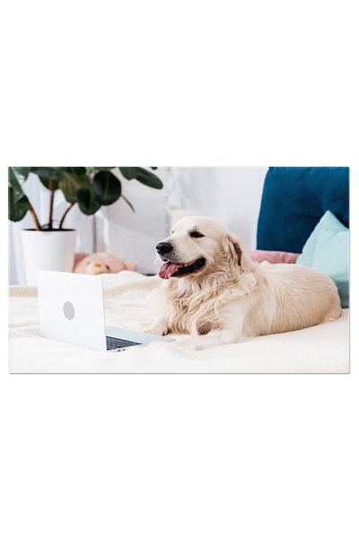 StoryGift Romania Tablou Canvas Caine Fericit Privind In Laptop In Timp Ce Sta Pe Pat, Caine, Animale, Relaxare,