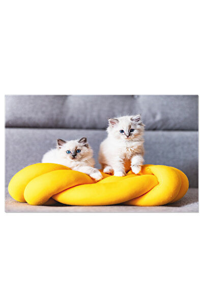 StoryGift Romania Tablou Canvas Cu Kitten Ragdoll In Repaus - Pisoi De Rasa P...