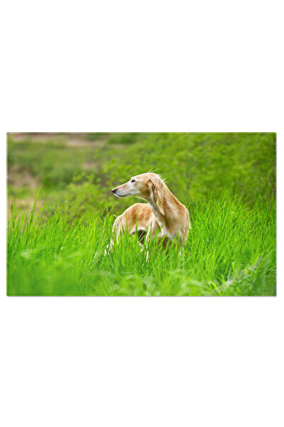 StoryGift Romania Tablou Canvas 70 x 50CM Caine Borzoi si Saluki caine, borzo...