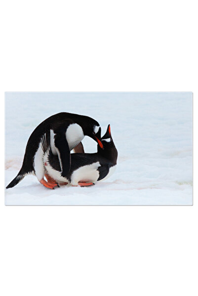 StoryGift Romania Tablou Canvas: Pinguinii Jucausi