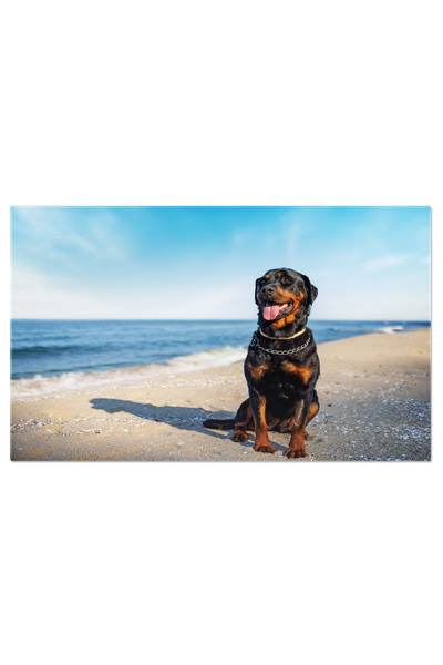 StoryGift Romania Tablou Canvas Rottweiler Pe Plaja Cu Fundalul Oceanului, Co...