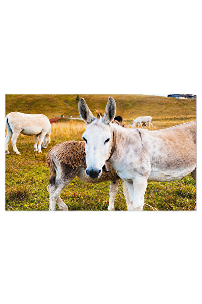 StoryGift Romania Tablou Canvas Portretul Unor Catari Pe Pajistea De Munte Alpine Imagini Fermecatoare Din Viata