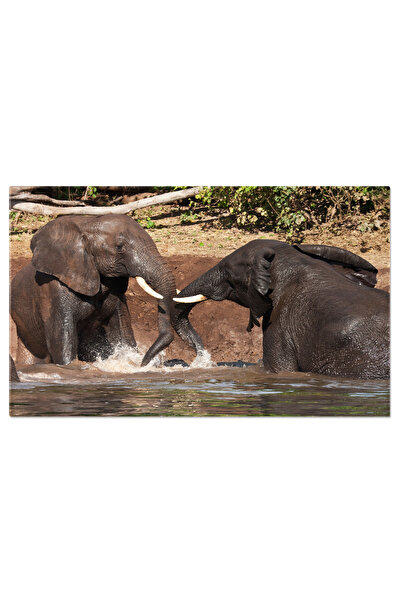 StoryGift Romania Tablou Canvas Elefanti Africani In Baie De Noroi, Africa, B...