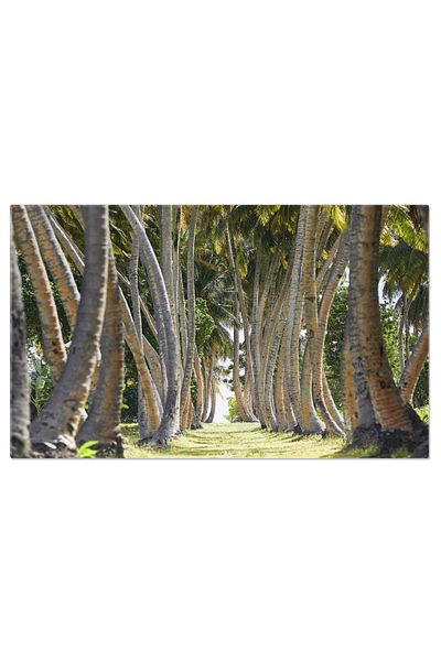 StoryGift Romania Tablou Canvas: Explorare In Aleea Tropicala