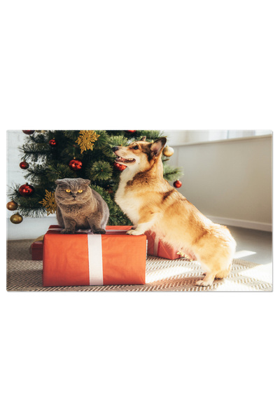 StoryGift Romania Tablou Canvas Caine Corgi Si Pisica Scottish Fold Pe Cutie ...