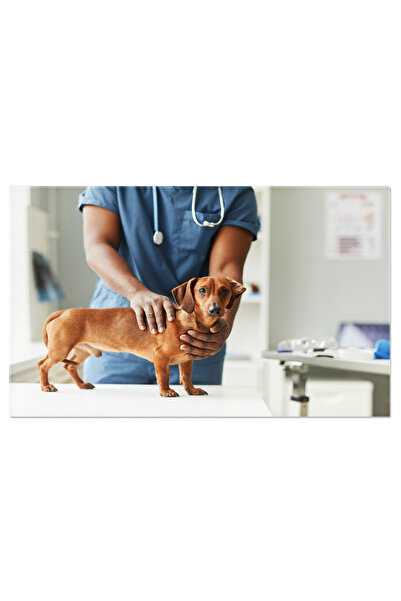 StoryGift Romania Tablou Canvas Maini Ale Unui Veterinar De Culoare Animale, ...