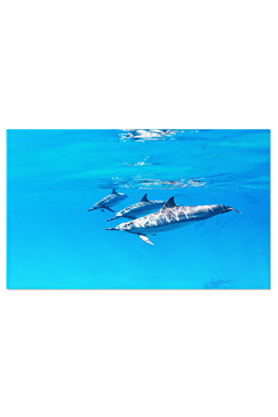 StoryGift Romania Tablou Canvas: Intalnire Magica Cu Delfinii - Ocean, Animale Salbatice, Spectacol Natural