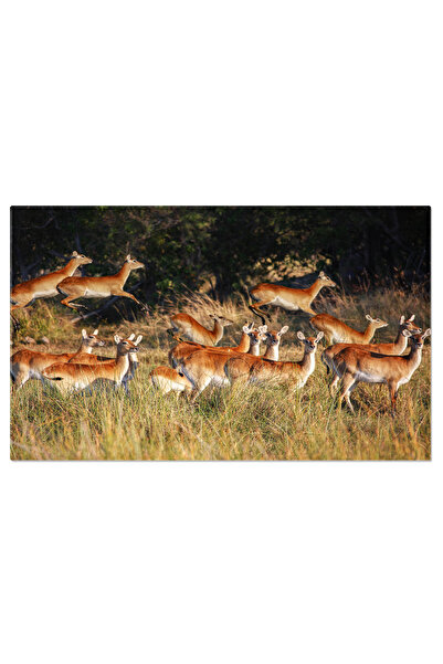StoryGift Romania Tablou Canvas Grup De Lechwe Rosu Feminin In Delta Okavango Lechwe, Natura, Femela 2266