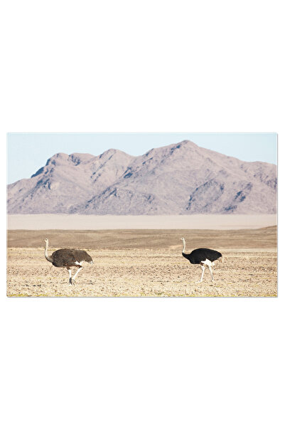 StoryGift Romania Tablou Canvas: Struti Arab In Natura