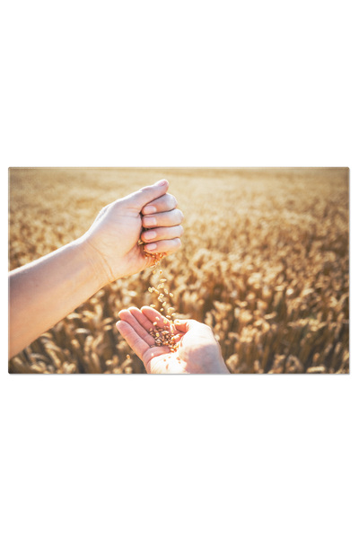 StoryGift Romania Tablou Canvas Spice De Grau Coapte In Mainile Agronomului, ...