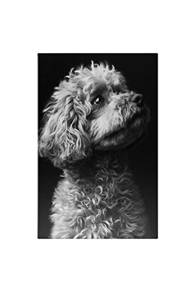 StoryGift Romania Tablou Canvas Pudel Blanos Gri Cu Ochii Inlacrimati Si Priv...