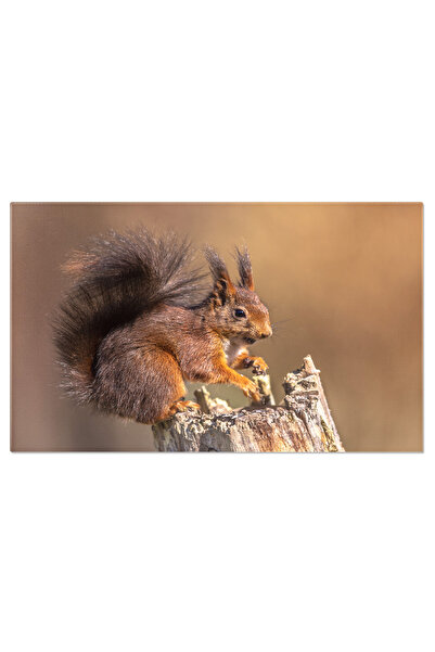 StoryGift Romania Tablou Canvas: Explorand In Natura - Viata Salbatica In Det...