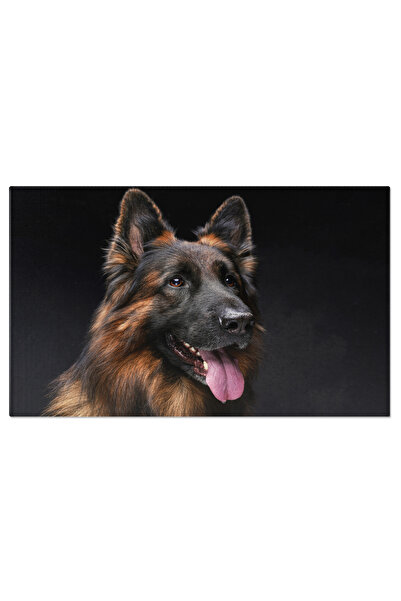 StoryGift Romania Tablou Canvas - Shepherd Belgian Alert, Portret Cu Fond Intunecat Si Limba Afara