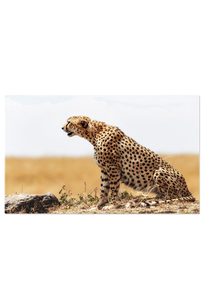 StoryGift Romania Tablou Canvas Profil De Ghepard Asezand In Kenya, Africa, C...