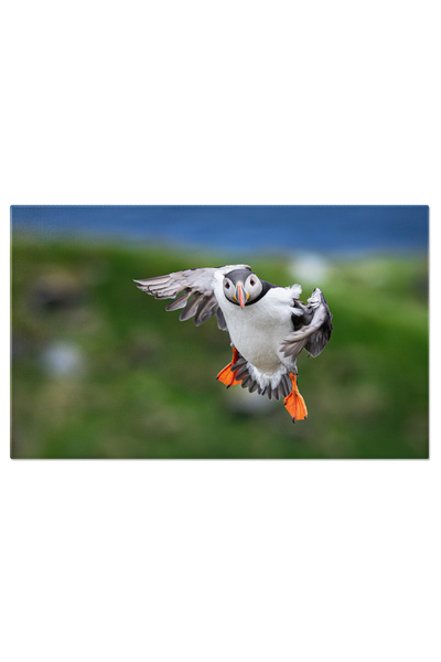 StoryGift Romania Tablou Canvas - Fratercula Arctica: Viata Salbatica Pe Coas...