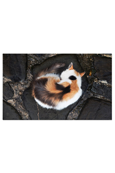 StoryGift Romania Tablou Canvas Pisica Cu Trei Culori Vazuta De Sus, Animal D...