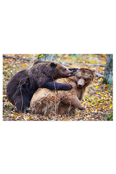 StoryGift Romania Tablou Canvas Cu Urs Brun In Padure - Fauna Salbatica In Se...