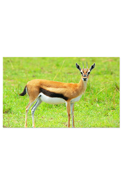 StoryGift Romania Tablou Canvas: Antilopa Peisajului African - Frumusetea Sal...