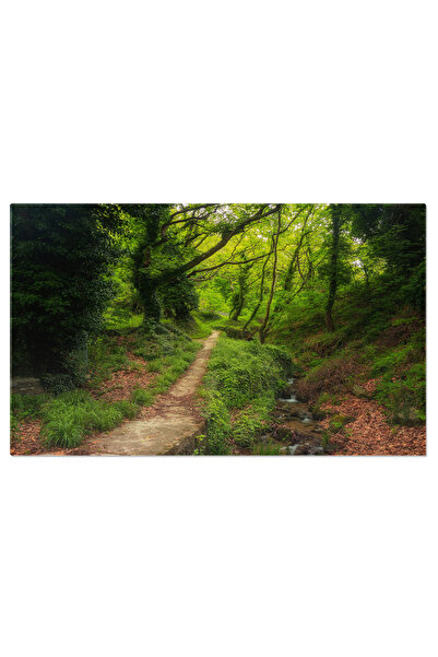 StoryGift Romania Tablou Canvas Drumetie In Padure, Peisaj, Natura, Relaxare,...