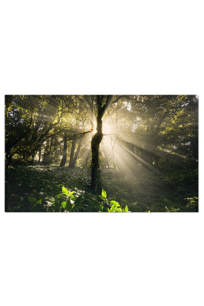 StoryGift Romania Tablou Canvas Soarele Luminand Prin Copacii Din Padurea Tro...