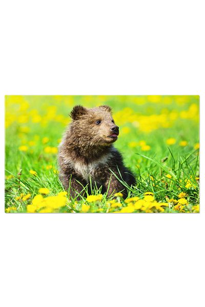 StoryGift Romania Tablou Canvas - Ursulet Maro Jucandu-se In Salbaticie: Privelisti Din Inima Padurii, Natura In