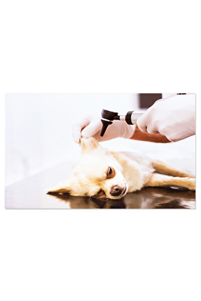 StoryGift Romania Tablou Canvas - Medicina Veterinara: Examinate Atentiei Si ...