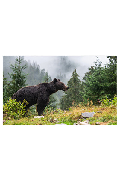 StoryGift Romania Tablou Canvas - Padurea Taigalei: Peisajul Minunat Al Nordu...