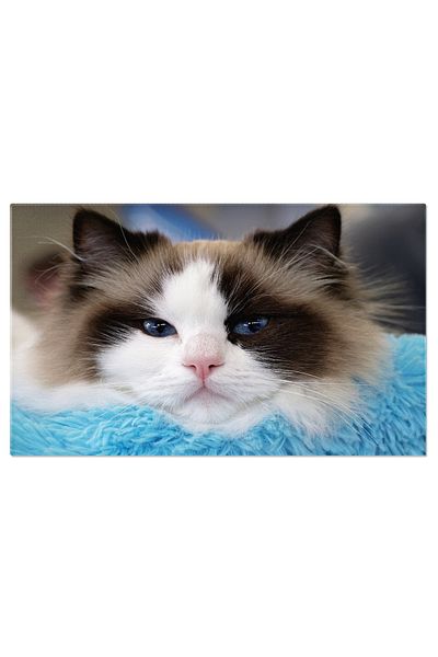 StoryGift Romania Tablou Canvas Relaxare Felina Pisica Ragdoll Tanara, Relaxata Si Adorabila, Reflectand Linistea