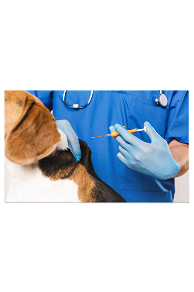 StoryGift Romania Tablou Canvas Veterinar In Halat Albastru Tinand Siringa Ve...