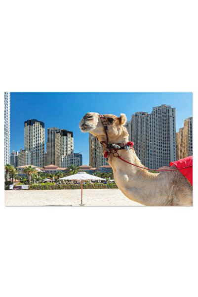 StoryGift Romania Tablou Canvas: Cameli Pe Plaja In Dubai, Sub Privirea Zgari...