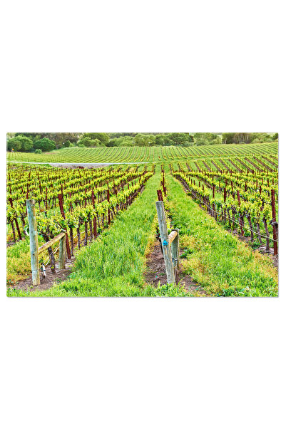 StoryGift Romania Tablou Canvas Livezi De Vita De Vie La Apus In California, ...