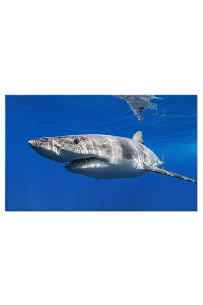 StoryGift Romania Tablou Canvas Rechin Alb Mare In Guadalupe, Mexic Subacvati...