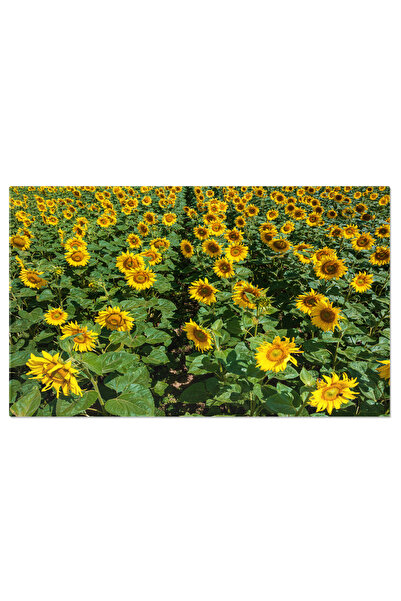 StoryGift Romania Tablou Canvas Camp Incantator De Floareasoarelui Inflorit In Polonia Agricultura Prospera Si F