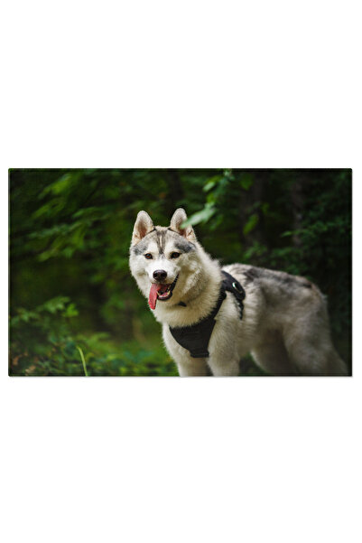 StoryGift Romania Tablou Canvas Portretul Unui Husky Siberian In Padure, Cain...