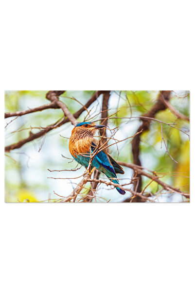 StoryGift Romania Tablou Canvas: Pasari Colorate: Frumusete Naturala In Zboru...