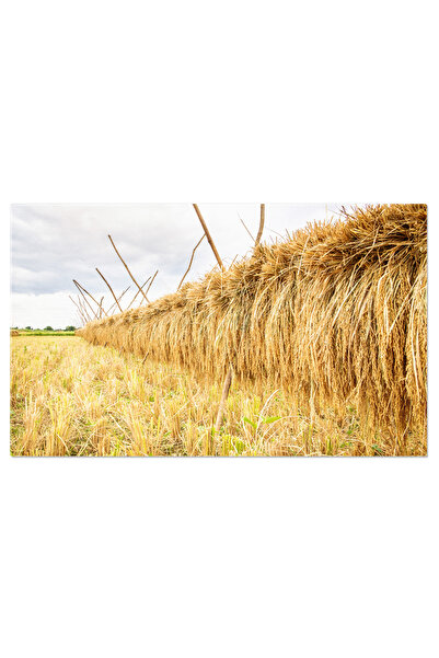 StoryGift Romania Tablou Canvas Detaliu Agricultura Camp De Orez In Timpul Re...