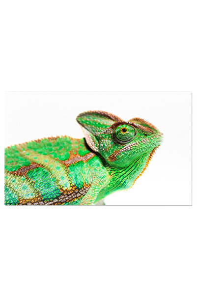 StoryGift Romania Tablou Canvas Cu Cameleon Pe Fundal Pur - Reptila, Studio, Natura