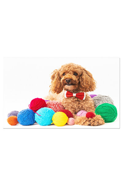 StoryGift Romania Tablou Canvas Caniche Caprui Izolat Pe Fundal Alb, Poodle, Pet, Dog, Cute, Studio 478