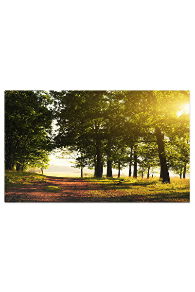 StoryGift Romania Tablou Canvas: Padure Inspaimantatoare Si Mistica