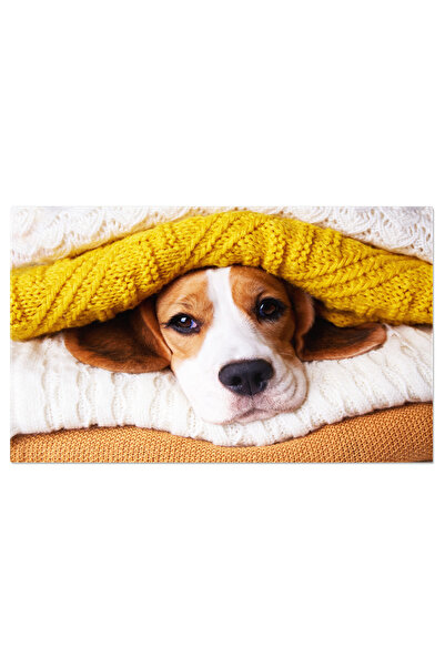 StoryGift Romania Tablou Canvas Caine Beagle Intr-o Gramada De Pulovere Trico...