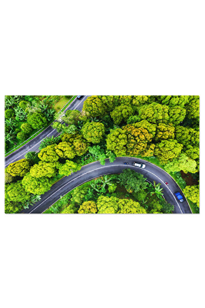 StoryGift Romania Tablou Canvas Calatorie Padurea Verde, Natura, Verde, Avent...