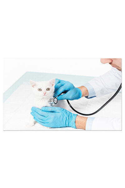 StoryGift Romania Tablou Canvas Femeie Tinand Un Pisoi In Timp Ce Veterinarul...