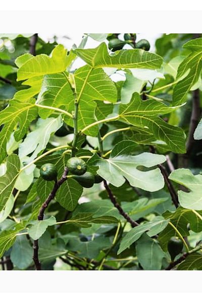 REDWOX Fig Leaf from Natural Fresh Dalim 300 g