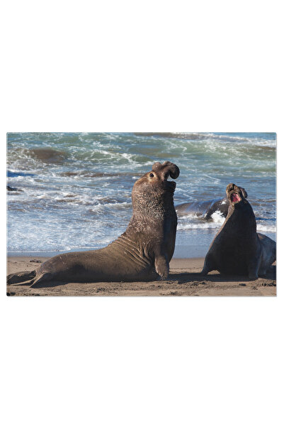 StoryGift Romania Tablou Canvas Lupta Focilor De Elefanti Animale, Plaje Big ...