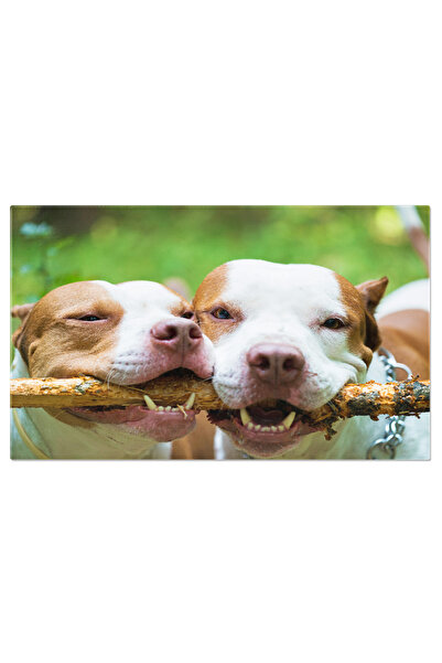 StoryGift Romania Tablou Canvas Pit Bull-uri Adorabile Mestecand Lemn Adorabil, Pit Bull, Mestecare, Joaca, Distr