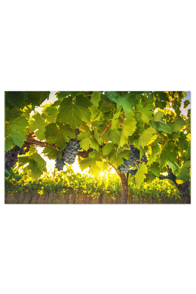 StoryGift Romania Canvas Painting 140 x 90CM Vineyards and Grapes in Chianti ...