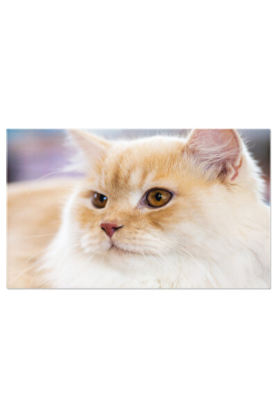 StoryGift Romania Tablou Canvas Odihna Felina Pisica Portocalie Alba Relaxata...